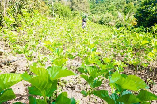 Farm Co Chu Tuan Ha Bed & Breakfast Dalat Bagian luar foto