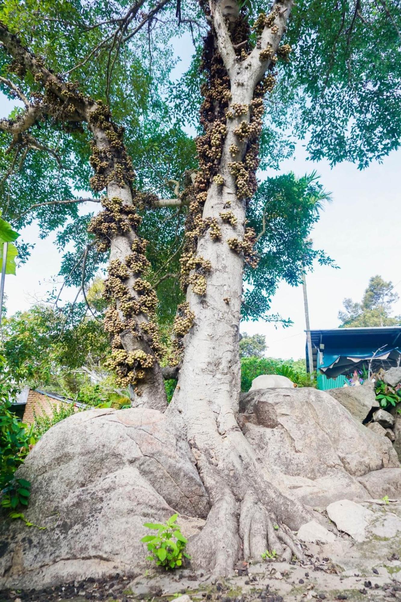 Farm Co Chu Tuan Ha Bed & Breakfast Dalat Bagian luar foto